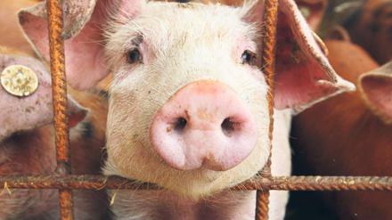 Deutsche Schweine sind auch im Ausland beliebt. Die meisten Exporte gehen nach Russland. Daran dürfte auch die Marktöffnung Chinas nichts ändern.