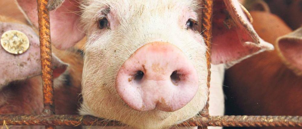 Deutsche Schweine sind auch im Ausland beliebt. Die meisten Exporte gehen nach Russland. Daran dürfte auch die Marktöffnung Chinas nichts ändern.