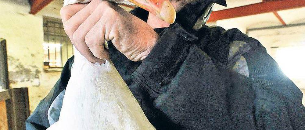 Als Braten ungeeignet. Die mittlerweile 25-jährige Weihnachtsgans Auguste auf dem Arm von Filmtiertrainer Michael Schweuneke in Marzahne.