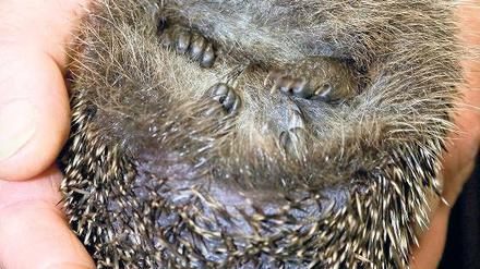 Zusammengerollt. Ein Igel in den Händen von Rentnerin Gabriele Dunst.