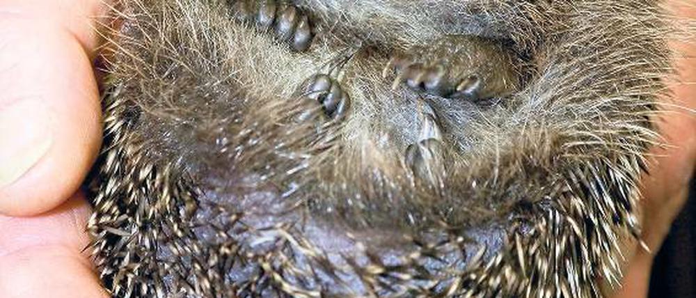 Zusammengerollt. Ein Igel in den Händen von Rentnerin Gabriele Dunst.