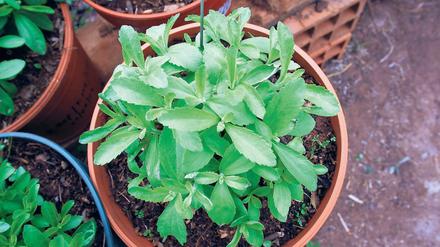 Süßes Kraut. Der Süßstoff aus der Stevia-Pflanze ist jetzt zugelassen.