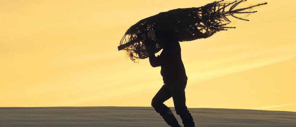 Auf Beutezug. Sogar mit einer Motorsäge rücken manche an, doch das sehen Förster nicht gern, weil bei ihrem Kreischen jede Glühweinromantik beendet ist. Und Spaß soll der Ausflug mit der Familie ja auch machen.