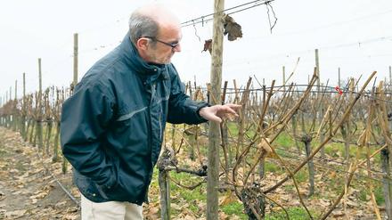 Wetterkapriolen. Manfred Lindicke prüft die Knospen an den Rebstöcken.
