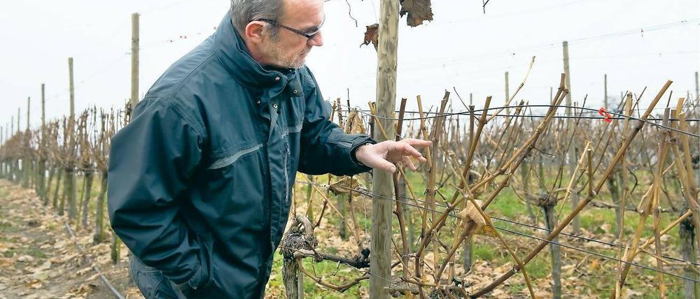 Wetterkapriolen. Manfred Lindicke prüft die Knospen an den Rebstöcken.