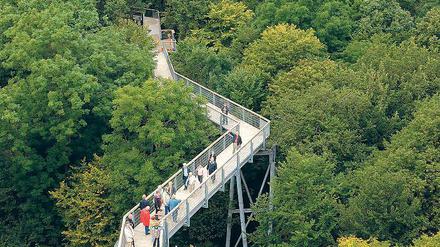 Vorbild. Der Baumkronenpfad im thüringischen Nationalpark Hainich.