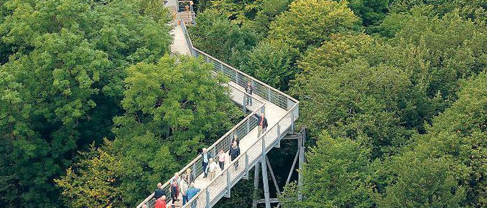 Vorbild. Der Baumkronenpfad im thüringischen Nationalpark Hainich.