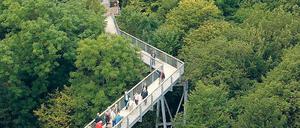 Vorbild. Der Baumkronenpfad im thüringischen Nationalpark Hainich.