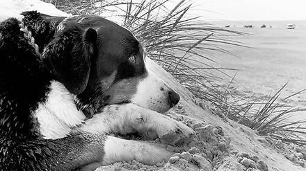 Auszeit. Auf „Küstenwache“, 2004, aus Michael Ruetz’ Langzeitstudie „The family of dog“.