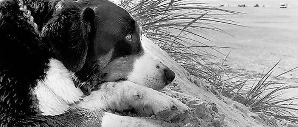 Auszeit. Auf „Küstenwache“, 2004, aus Michael Ruetz’ Langzeitstudie „The family of dog“.