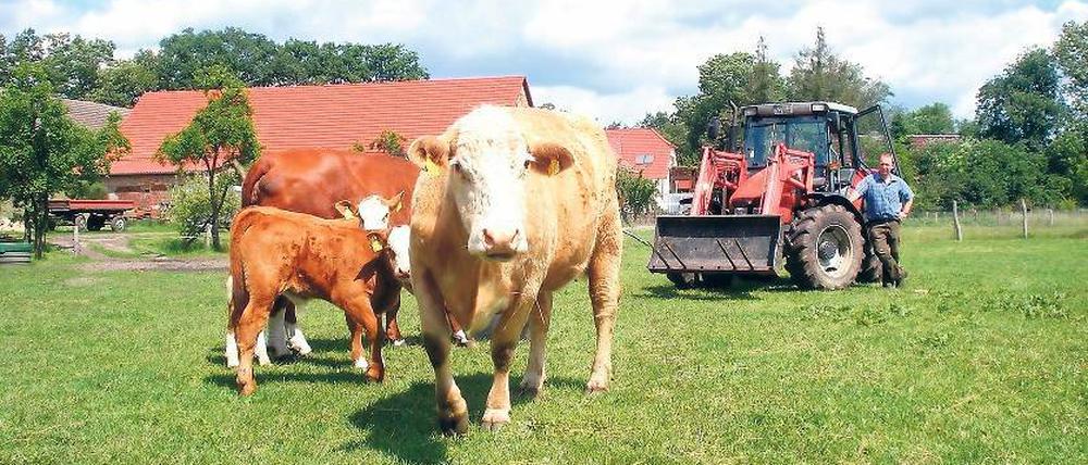 Vierbeinige Grasliebhaber. Das Futter für sein Vieh kann Landwirt Jens Schreinicke derzeit noch auf den Ungeheuerwiesen ernten. Wenn die nach dem Willen des Landschaftsfördervereins in ein paar Jahren ein Feuchtgebiet sind, muss er nach Ersatz suchen.