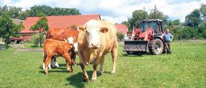 Vierbeinige Grasliebhaber. Das Futter für sein Vieh kann Landwirt Jens Schreinicke derzeit noch auf den Ungeheuerwiesen ernten. Wenn die nach dem Willen des Landschaftsfördervereins in ein paar Jahren ein Feuchtgebiet sind, muss er nach Ersatz suchen.