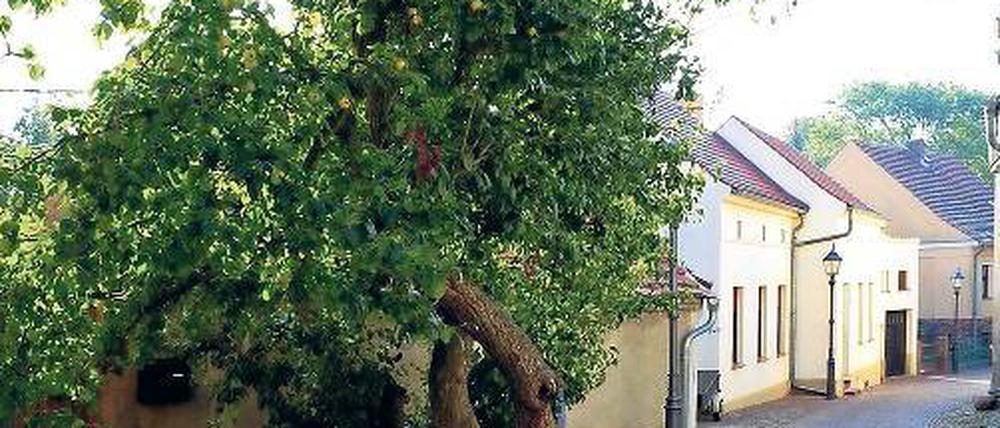 Naturdenkmal: Der uralte Birnbaum auf Werders Insel, im Jahr 2009 fotografiert von Bernd Blumrich.