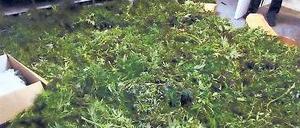 Raumbedarf. Die gesamte erste Etage wurde zur Aufzucht benötigt.