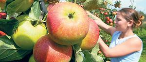 Selbstschutz. Pflanzen produzieren Giftstoffe, um Schädlinge abzuwehren.