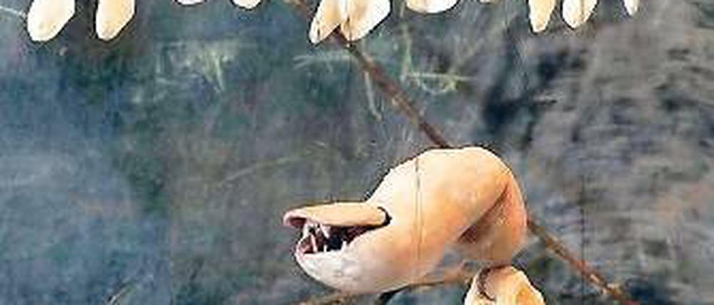 Wenn der Zeh die Zähne zeigt. Dann lassen Les Antliaclastes grüßen.