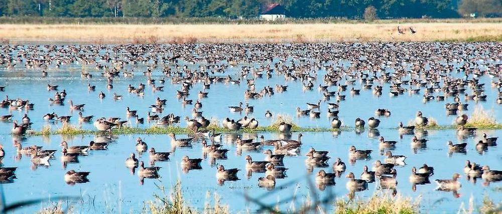 Feuchtgebiet. Weitere Teile der „Ungeheuerwiesen“ könnten künftig so aussehen. Landwirte finden das gar nicht idyllisch.