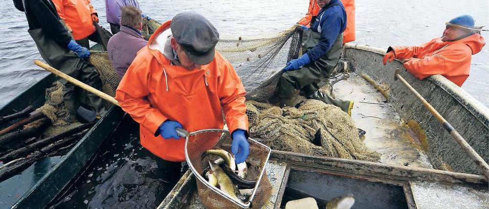 Gruppendynamik. In regelmäßigen Abständen fahren die Therapiegruppen der Premnitzer Tagesklinik auf den Gülper See zum Fischen.