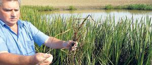 Vergiftet. Imker Udo Fetzer ist sich sicher: Weil seine Bienen aus dem mit Pflanzenschutzmitteln belasteten Tümpel Wasser aufgenommen haben, sind sie besonders anfällig Parasiten. Sogar das seit elf Jahren verbotene Simazin wurde in dem Soll nachgewiesen.