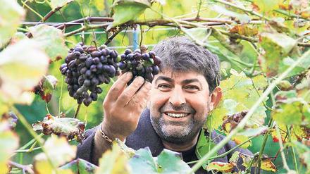 Voll im Saft. Noch kann Bülent „Toni“ Demir die reifen Nebbiolo-Trauben nur stolz betrachten. Für eine Lese in diesem Jahr sind die Rebstocke noch zu jung.