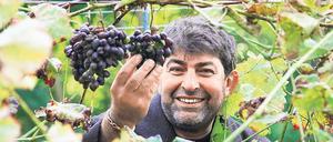 Voll im Saft. Noch kann Bülent „Toni“ Demir die reifen Nebbiolo-Trauben nur stolz betrachten. Für eine Lese in diesem Jahr sind die Rebstocke noch zu jung.