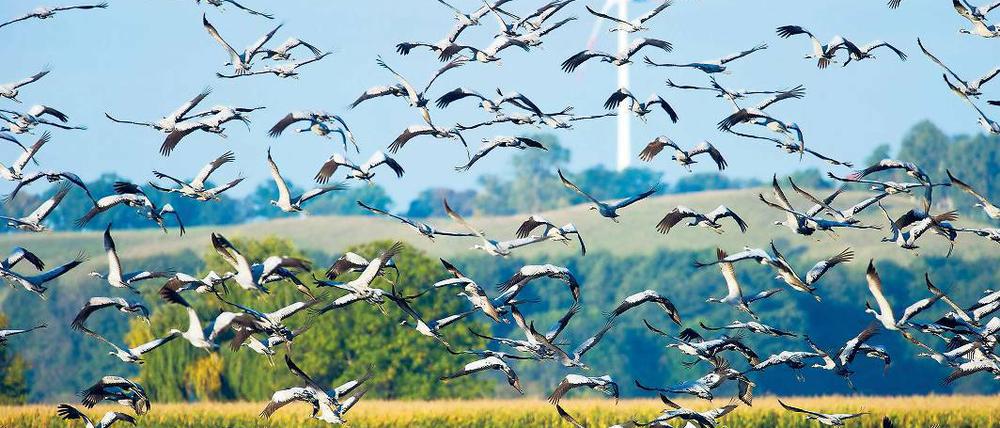 Rückzugsmanöver. Wer Kraniche wie hier im Oderbruch beobachten will, der sollte möglichst dunkle Kleidung tragen.