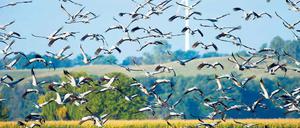 Rückzugsmanöver. Wer Kraniche wie hier im Oderbruch beobachten will, der sollte möglichst dunkle Kleidung tragen.