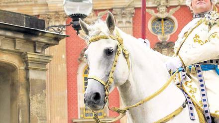 Nach historischem Vorbild. Im Themenjahr anlässlich des 300. Geburtstags von Preußenkönig Friedrich soll die Tradition der „Rosskarusselle“ wiederbelebt werden. Auf der „Mopke“ am Neuen Palais ist ein Reiterspektakel mit Tanz, Musik und Artistik geplant. Vorbild ist das „Carrousel de Berlin“ von 1750.