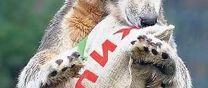 Zoo-Legende. Viele Fans trauern bis heute um Eisbär Knut .