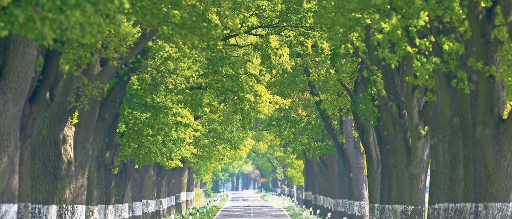 Stress am Straßenrand. Der Klimawandel macht heimischen Alleebäumen wie der Stieleiche immer stärker zu schaffen.