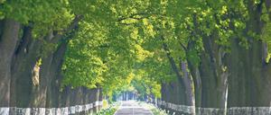 Stress am Straßenrand. Der Klimawandel macht heimischen Alleebäumen wie der Stieleiche immer stärker zu schaffen.