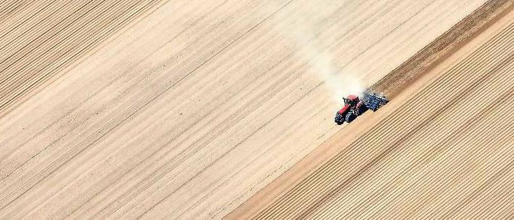 Je größer, desto besser? In Brüssel werden die Lobbyisten der Agrarindustrie und ihre Unterstützer vor allem aus der ostdeutschen Landwirtschaft vorstellig, wo die alten sozialistischen Großstrukturen noch immer bestimmend sind.