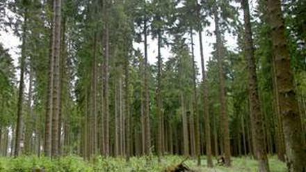 Irgendwo im Wald hat der Junge gelebt, sagt er. Zu dem Ort zurück findet er nicht.