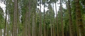 Irgendwo im Wald hat der Junge gelebt, sagt er. Zu dem Ort zurück findet er nicht.