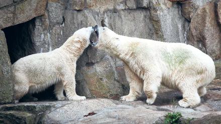 Schluss mit Stänkern. Troll (r.) ist wieder im Tierpark und die drei Eisbärinnen im Zoo sind wieder unter sich.