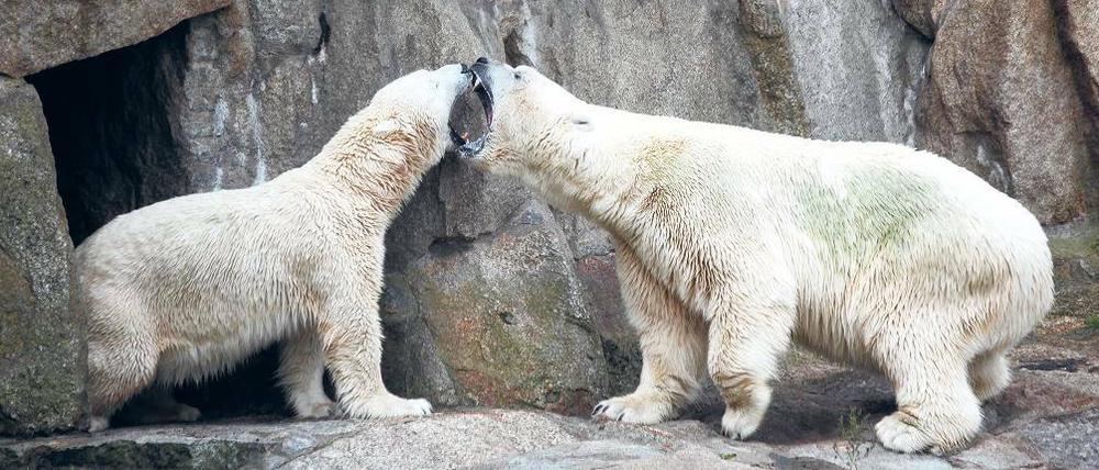Schluss mit Stänkern. Troll (r.) ist wieder im Tierpark und die drei Eisbärinnen im Zoo sind wieder unter sich.