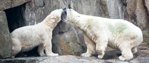 Schluss mit Stänkern. Troll (r.) ist wieder im Tierpark und die drei Eisbärinnen im Zoo sind wieder unter sich.
