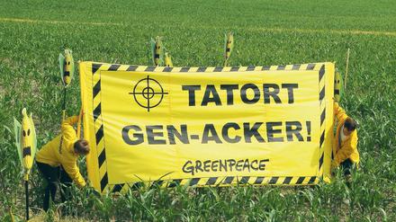 Rot-Rot sagt jein. Die Gentechnik stößt bei vielen Bauern und Umweltschützern auf Ablehnung. Auch Brandenburgs Landesregierung will keinen Genpflanzen-Anbau – allerdings nur in der Landwirtschaft. Die Wissenschaft soll auch im Freiland forschen dürfen.