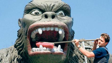Zahnpflege für King Kong. Im Filmpark Babelsberg bereitet man sich auf die Feier zum 100. Geburtstags der Medienstadt am Samstag vor. Für geladene Gäste gibt es ein Bühnenprogramm, Potsdamer kommen zum vergünstigten Preis in den Park.