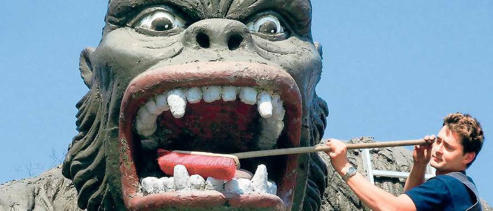 Zahnpflege für King Kong. Im Filmpark Babelsberg bereitet man sich auf die Feier zum 100. Geburtstags der Medienstadt am Samstag vor. Für geladene Gäste gibt es ein Bühnenprogramm, Potsdamer kommen zum vergünstigten Preis in den Park.
