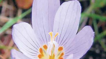 Crocus kotschyanus. Blüht zurzeit.
