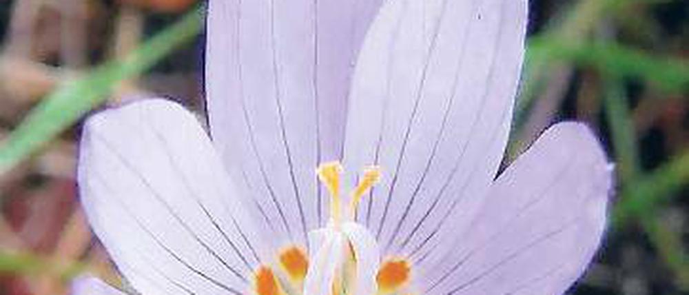 Crocus kotschyanus. Blüht zurzeit.