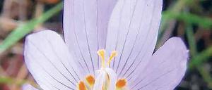 Crocus kotschyanus. Blüht zurzeit.