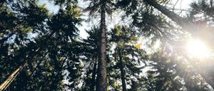 Breite Palette. Der Schutz der Wälder ist eine Aufgabe des Landesamtes.