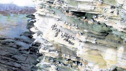 Ein gewaltiges und ein gewaltvolles Bild. In „Sturz der Tage in die Nacht“ erforscht Inez das Verhalten der Lummen. Meeresvögel, die ihre Küken, bevor sie flügge werden, 60 Meter in die Tiefe stürzen.