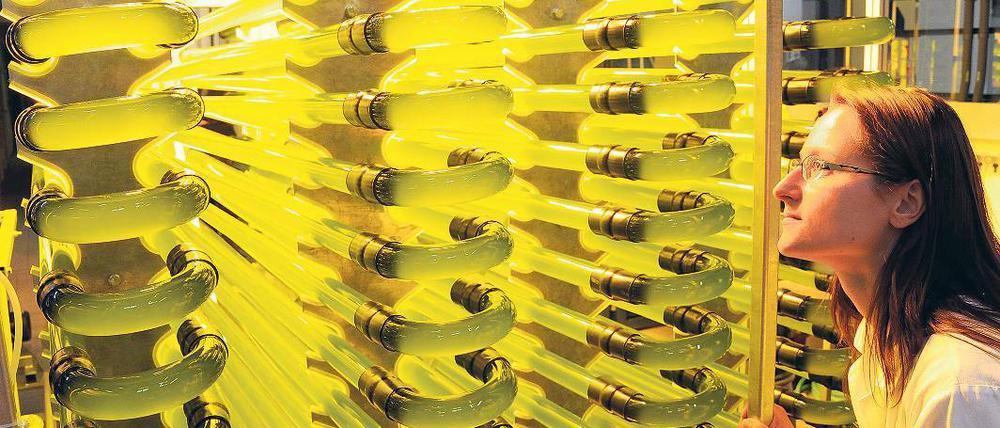 Algenforschung. Die studentische Mitarbeiterin Janine Kleye kontrolliert in der Hochschule Lausitz in Senftenberg den Photobioreaktor der neuen Algenversuchsanlage.