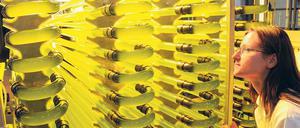 Algenforschung. Die studentische Mitarbeiterin Janine Kleye kontrolliert in der Hochschule Lausitz in Senftenberg den Photobioreaktor der neuen Algenversuchsanlage.