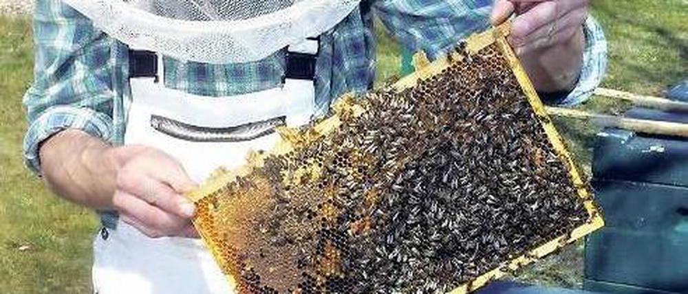 Reinheitsgebot. Imker haben künftig Anspruch auf Schadensersatz, sollte ihr Honig durch Pollen von gentechnisch veränderten Pflanzen verunreinigt sein. Am Dienstag gab der Europäische Gerichtshof einer entsprechenden Klage eines Imkers aus Augsburg statt.