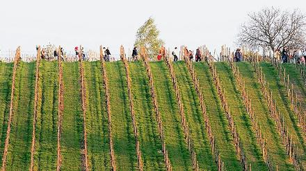 In langer Reihe pilgerten die Gäste am Samstag zum Osterfeuer auf den Werderaner Wachtelberg. Doch auch an anderen Tagen ist das gut sechs Hektar große Weinanbaugebiet mittlerweile ein Besuchermagnet.