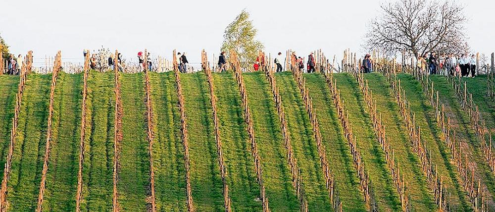 In langer Reihe pilgerten die Gäste am Samstag zum Osterfeuer auf den Werderaner Wachtelberg. Doch auch an anderen Tagen ist das gut sechs Hektar große Weinanbaugebiet mittlerweile ein Besuchermagnet.
